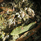 Tisane du Sourcier