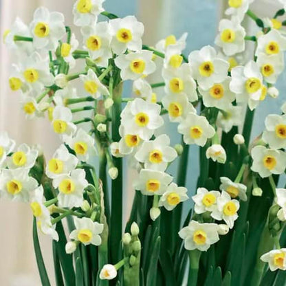 Narcisses - Tasse de Noël grise