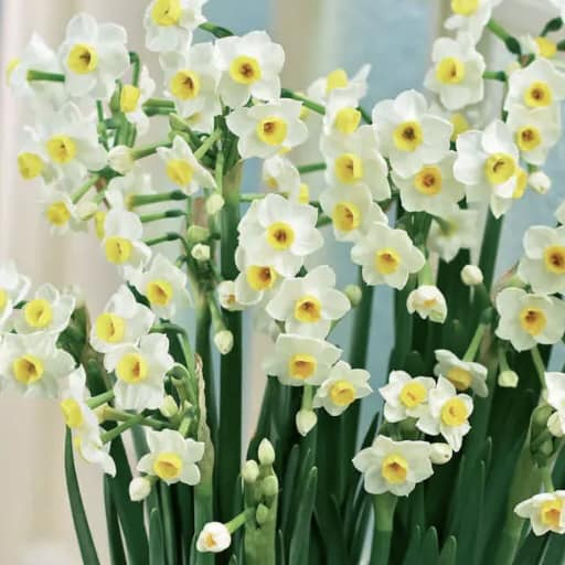 Narcisses - Tasse de Noël grise